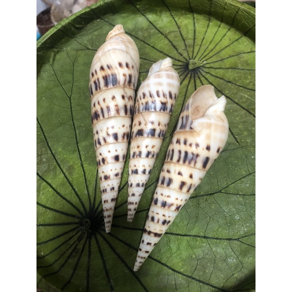 Vỏ ốc măng cỡ lớn 12cm-14cm