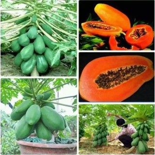 cây đu đủ lùn Đài Loan, cây giống chuẩn lùn, quả siêu ngon ngọt, giá rẻ, cam kết chất lượng, gửi nguyên bầu