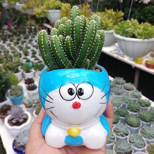 Sen đá, xương rồng chậu doraemon, helo kitty