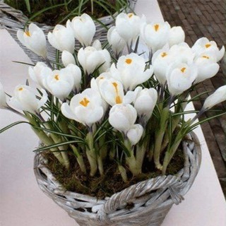 củ hoa nghệ tây màu trắng