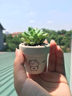 Chậu cây sen đá mini gốm trắng ( 25k)