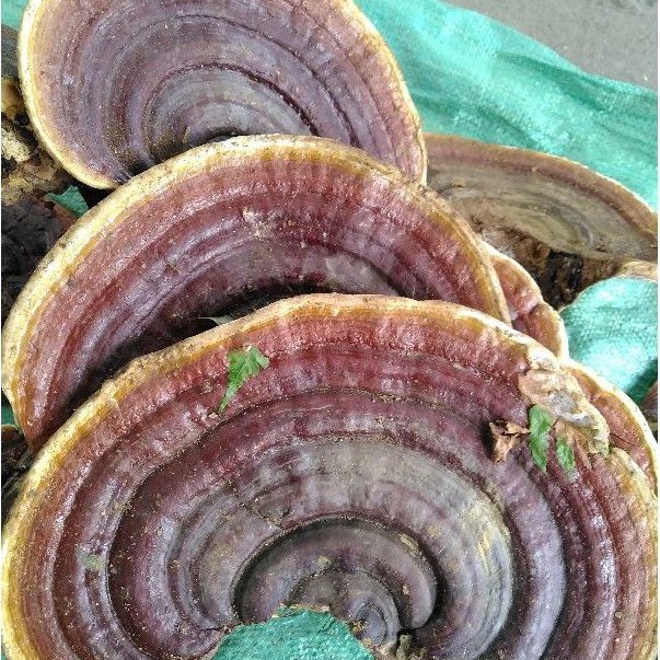 Nấm linh chi rừng khô 1kg