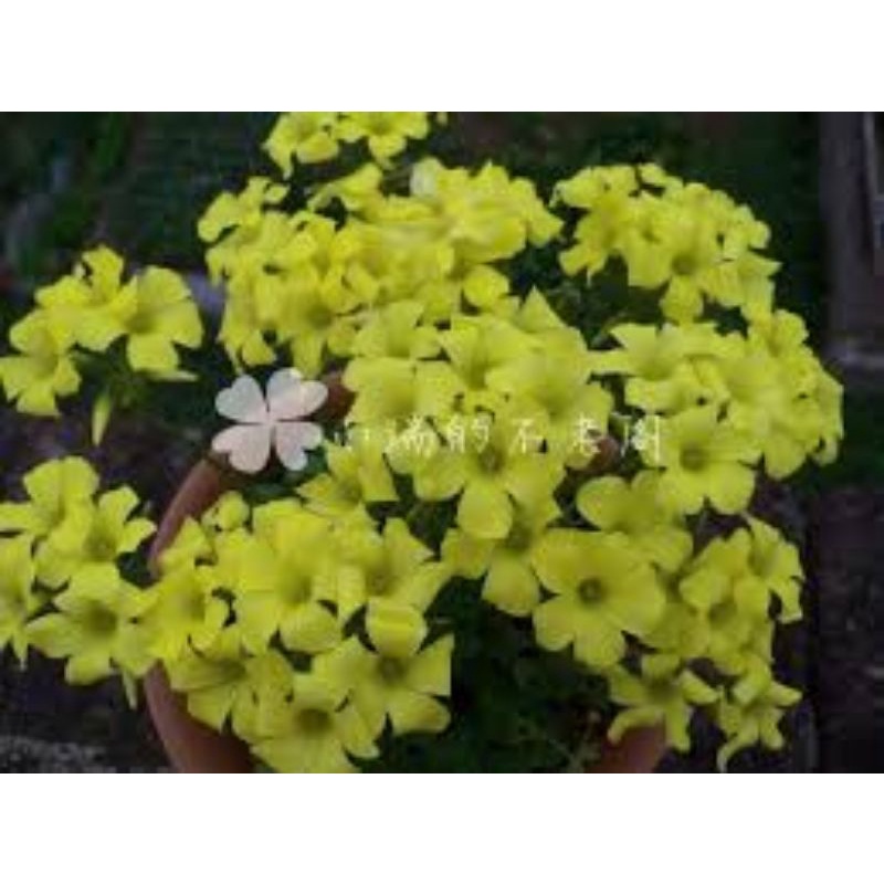 Một củ oxalis pes caprae