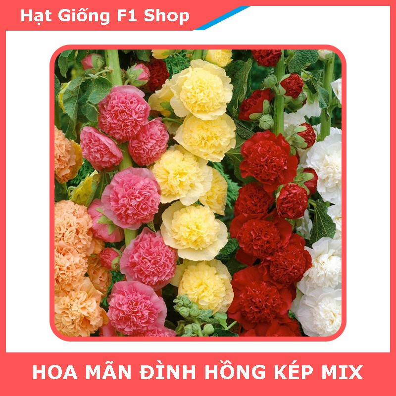 Hạt Giống Hoa Mãn Đình Hồng Kép Nhiều Màu Mix Rực Rỡ (026.F1)