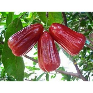 cây giống doi đỏ
