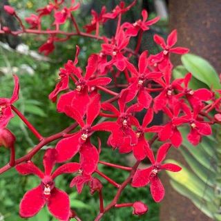 Hoa lan Denro Renred đỏ