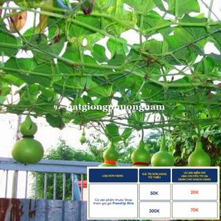 10H - HẠT GIỐNG BẦU HỒ LÔ