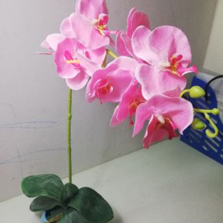 Gốc lá hoa lan trang trí