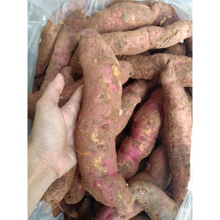 Combo 5kg khoai lang mật Tà Nung giá sỉ giao toàn quốc