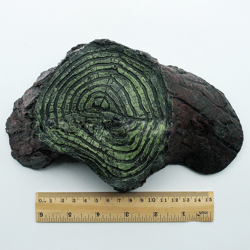 Rùa ShaiTai Leo lên máy vật nuôi rùa Leo đồi JiaShan/nước phơi rùa lưng máy máy bể cá trang trí rùa