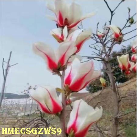 Hạt giống hoa mộc lan Đỏ Vàng Trắng tím đễ trồng nảy mầm cực nhanh 30h