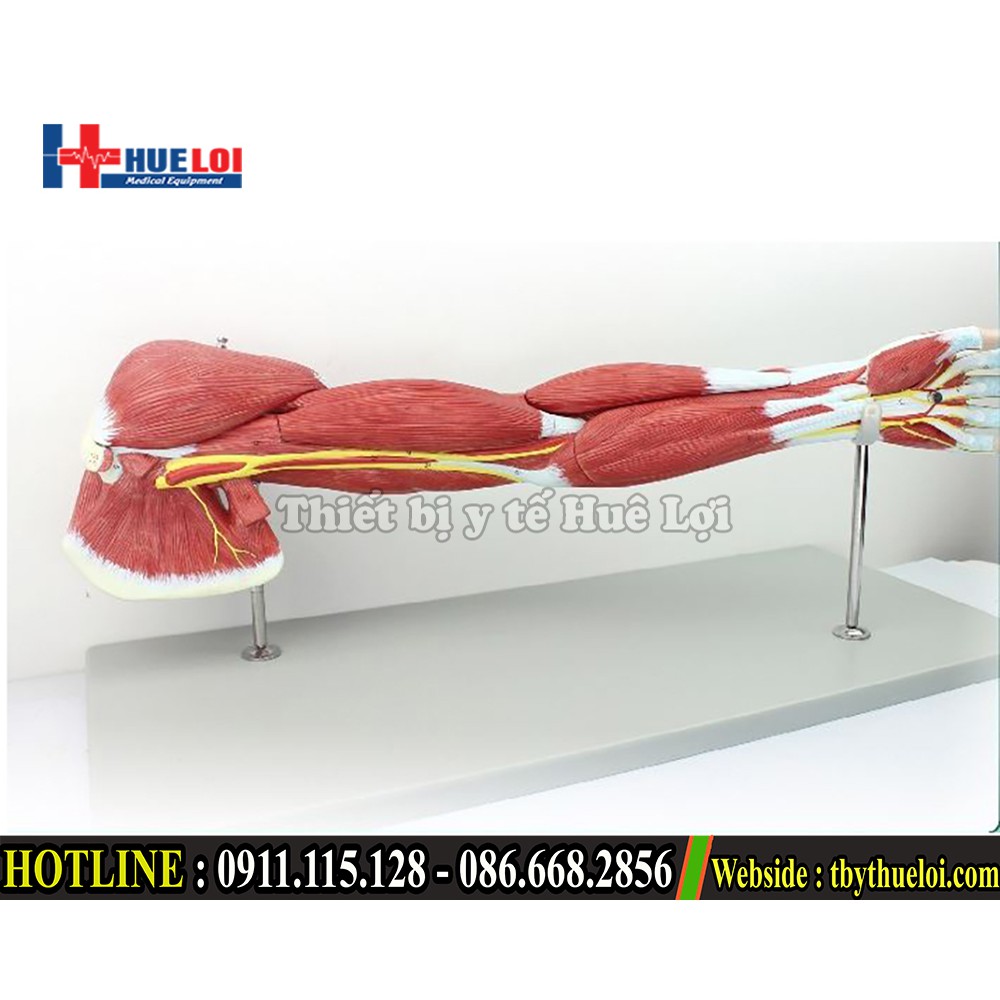 Bộ mô hình giải phẫu cơ và thần kinh chi trên - Mô hình giải phẫu cơ tay