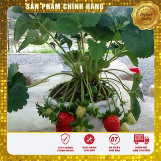 BỘ 10 gói Hạt giống Dâu Tây ĐỎ F1