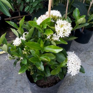 Trang Mỹ trắng... mẫu đơn trắng