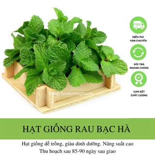 Hạt giống rau húng lủi bạc hà Âu - 0,2 gram