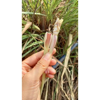 Lá thơm xông tắm mẹ và bé