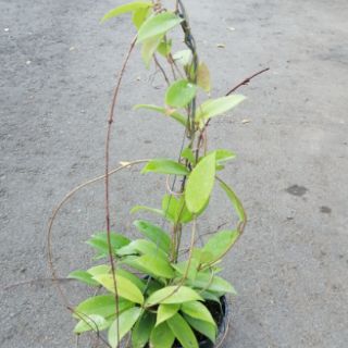 CÂY LAN CẨM CÙ (Màu đỏ)