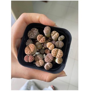 SEN MÔNG - SEN LITHOP RANDOM MÀU - ĐÀ LẠT (giao ngẫu nhiên)