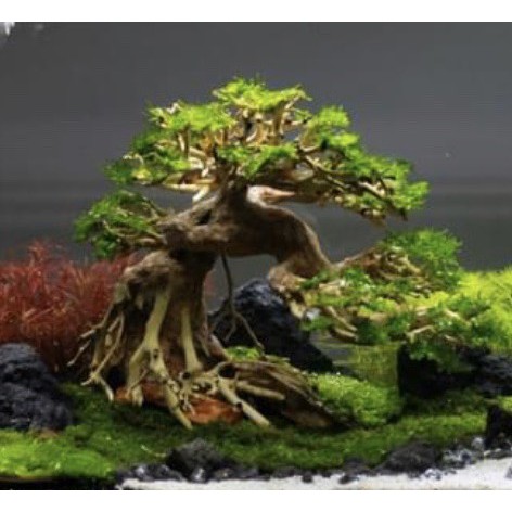 Lũa Bonsai Mini Trang Trí Bể Cá Cảnh, Bể Thủy Sinh Dáng Cây Cổ Thụ Cho Bể Cá 30-50cm