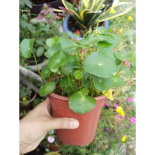 Cây giống Cỏ Đồng Tiền