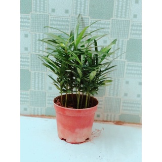 Tùng vạn niên hàng đẹp