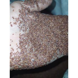 HẠT NGŨ HOA 500G [ HẠT TO ] handmade