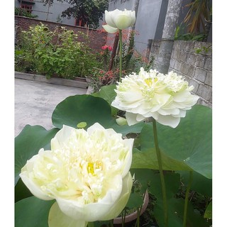 Hoa sen các loại bán củ