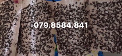 50 miếng Keo dính ruồi nhặng
