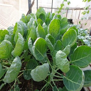 5gr - HẠT GIỐNG RAU CẢI RỔ