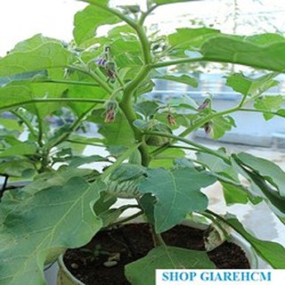 Hạt giống cà dĩa da ếch