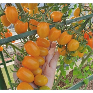 Cây giống cà chua Nova - giao cây khoẻ rễ ổn định