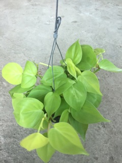 TRẦU BÀ TIM VÀNG GÁO DỪA