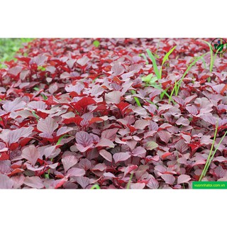 20g Hạt giống Rau Dền đỏ