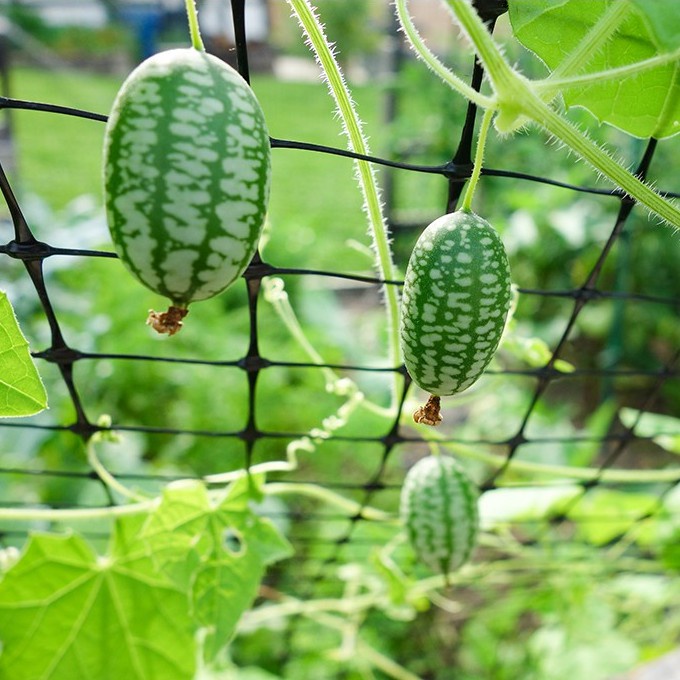 Hạt Giống Dưa Hấu Tí Hon  10 Hạt