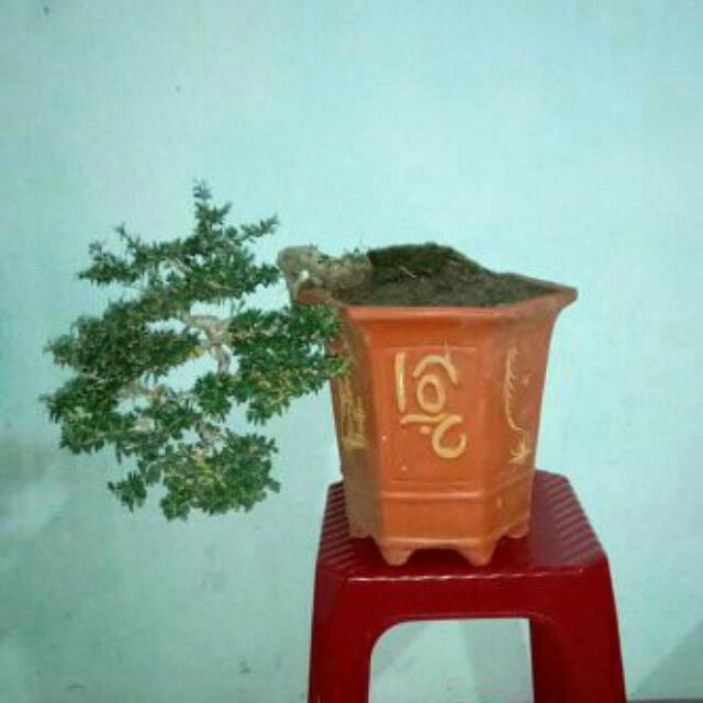 yhiepbonsai