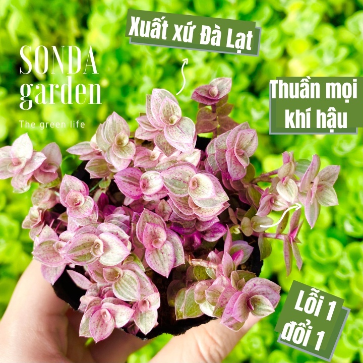 Cỏ pink lady SONDA GARDEN size bé 5-8cm, xuất xứ Đà Lạt, khoẻ đẹp, lỗi 1 đổi 1