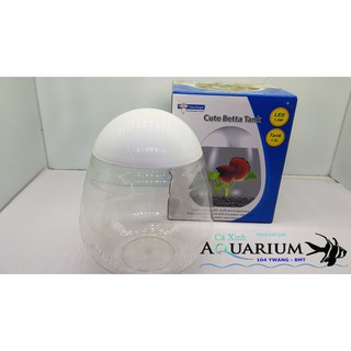 Bình đúc Nuôi cá guppy - Cá Betta