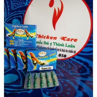 Fighting cocks khò khè cho chiến kê vĩ 10 viên