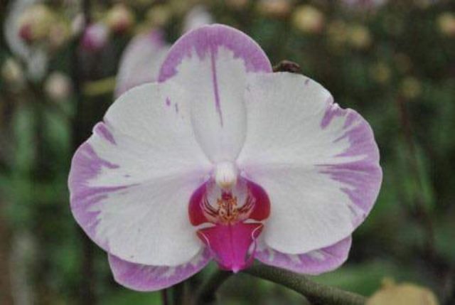 Hoa lan hồ điệp đại giống