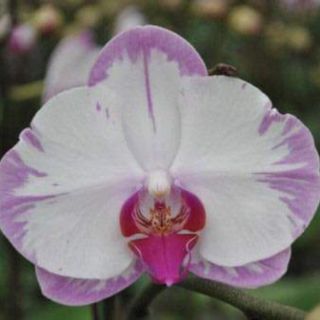 Hoa lan hồ điệp đại giống
