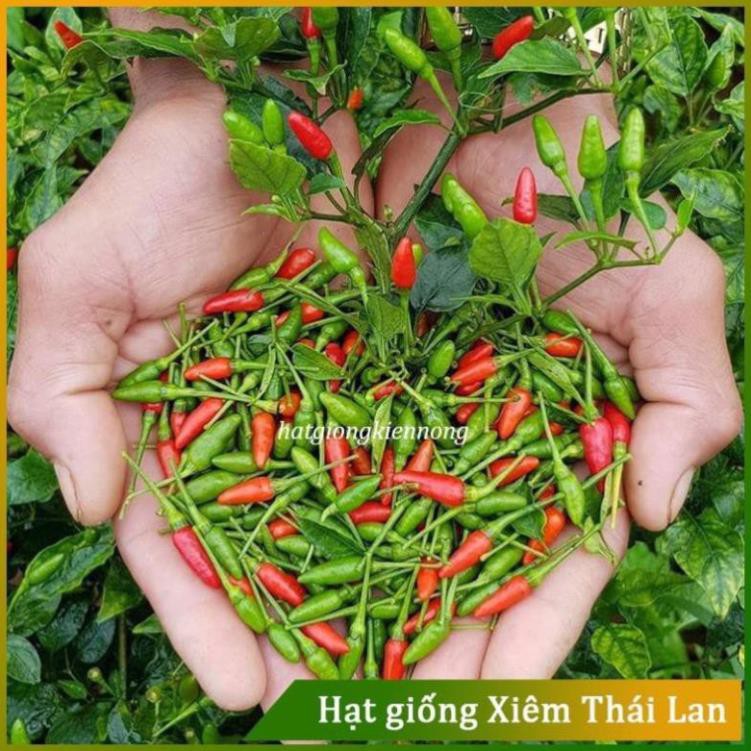 HẠT Ớt Xiêm Thái Lan RD 712 SAI TRÁI DỄ TRỒNG GÓI 20h