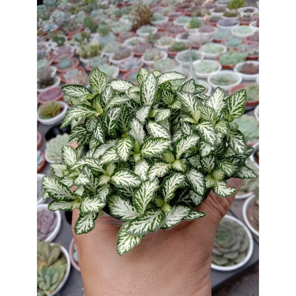 [ TRANG TRÍ ] MỘT CHIẾC CÂY CẨM NHUNG XANH ( Fittonia ) LỌC KHÔNG KHÍ, HÚT SÓNG ĐIỆN TỪ, TRANG TRÍ BÀN LÀM VIỆC