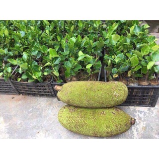 Cây mít malayxia trái dài quả khủng