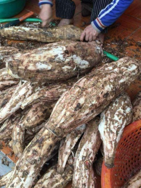 Bột Sắn Dây