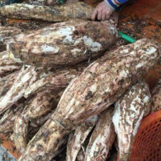 Bột Sắn Dây