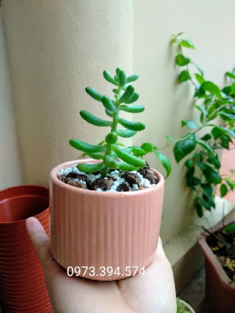 Chậu sứ Bát Tràng trồng sen đá, xương rồng các loại size 8cm