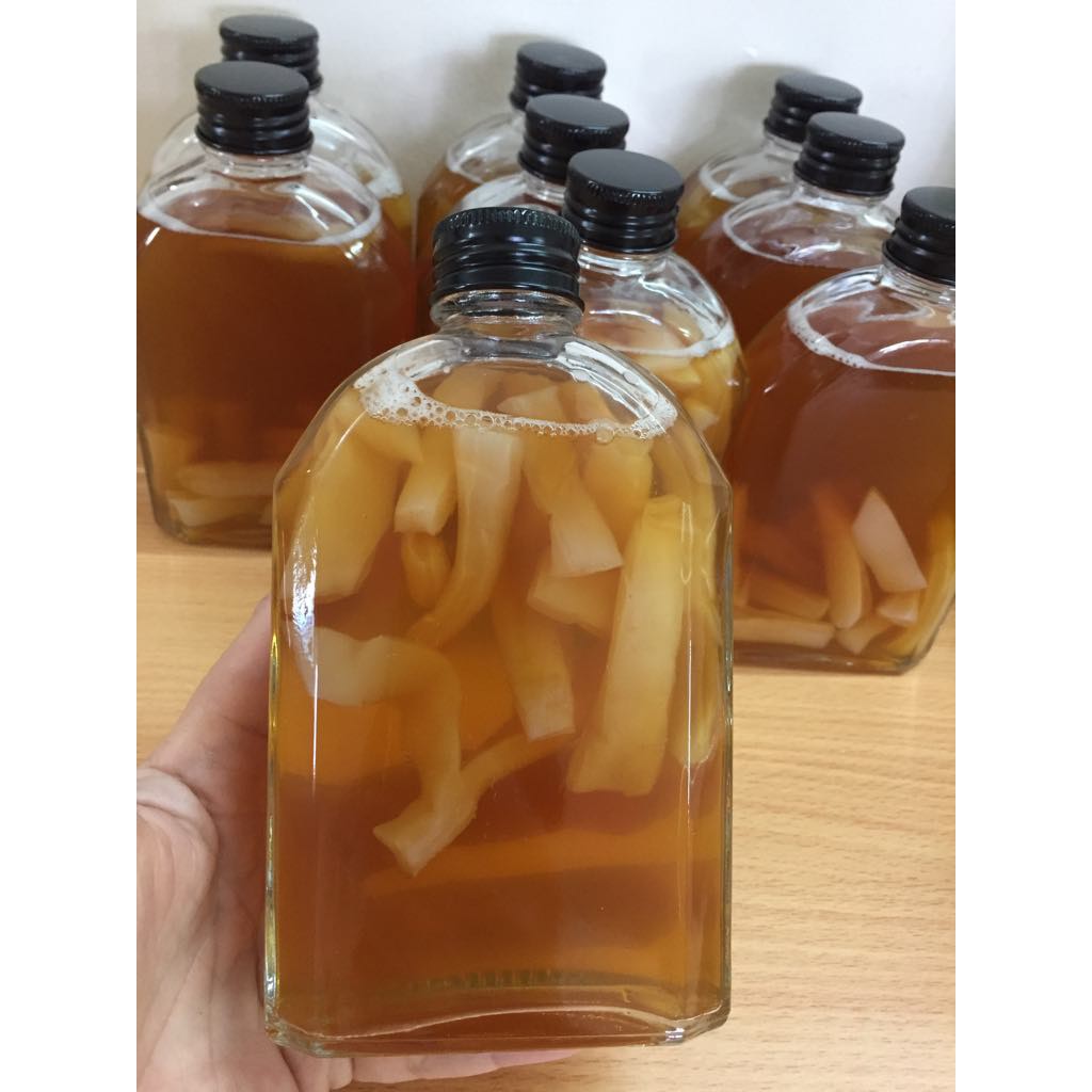 Combo ủ trà kombucha