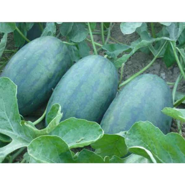 HẠT GIỐNG DƯA HẤU DÀI - GÓI 1 GRAM