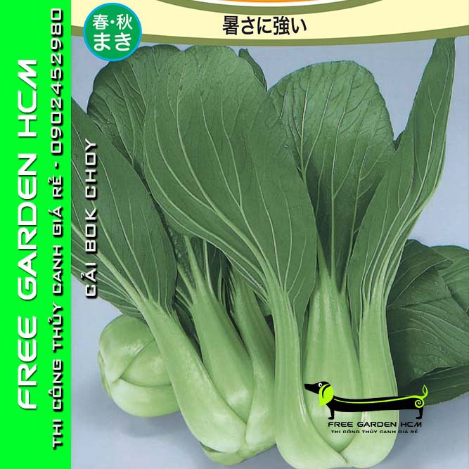 HẠT GIỐNG CẢI BOK CHOY– TOHOKU