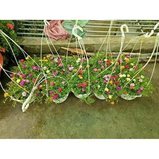 Chậu 10 giờ treo
